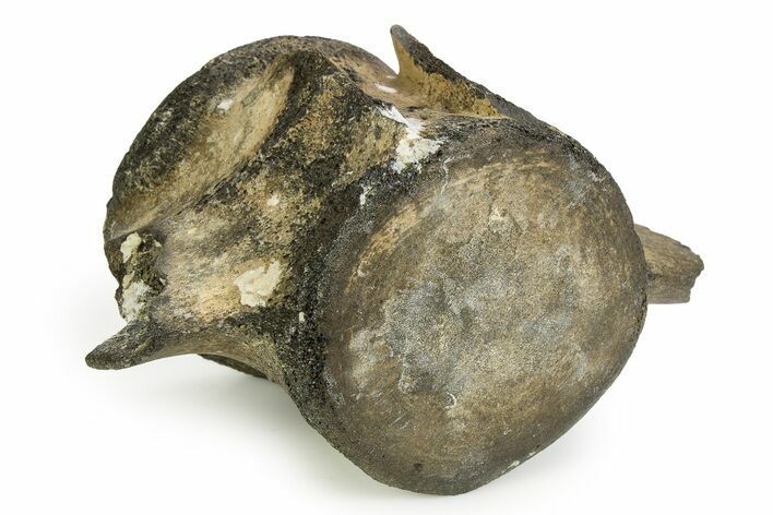 Fossil Whale Lumbar Vertebra - South Carolina #351106